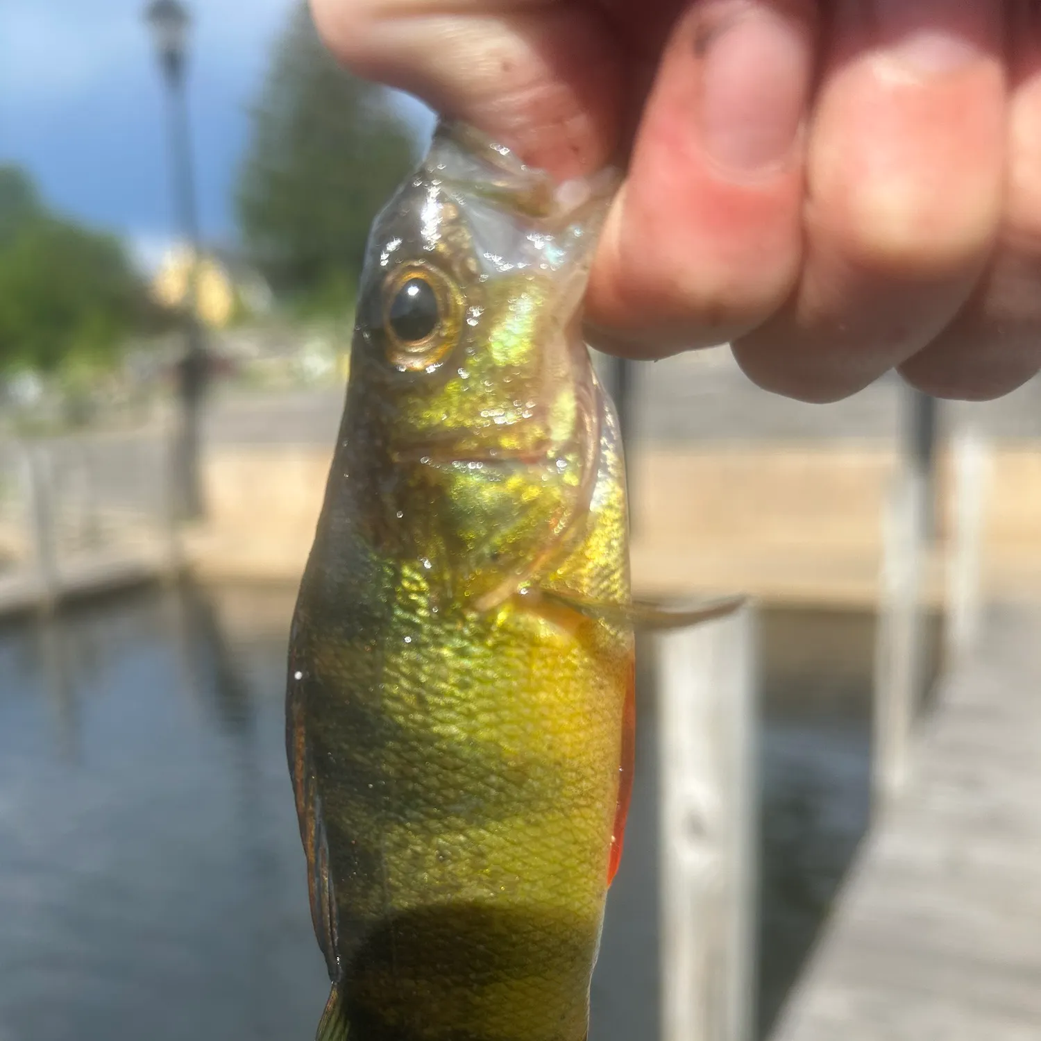 catch