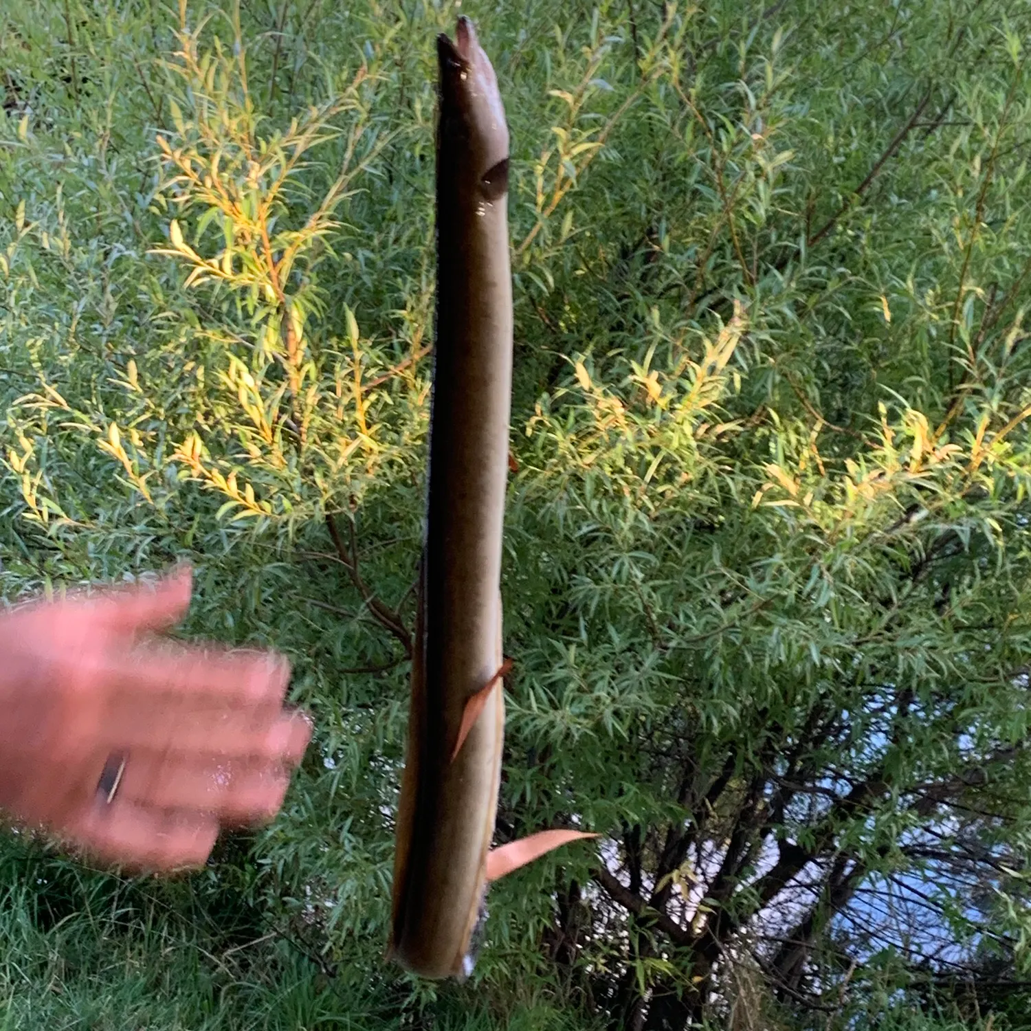 The most recent European eel catches on Fishbrain