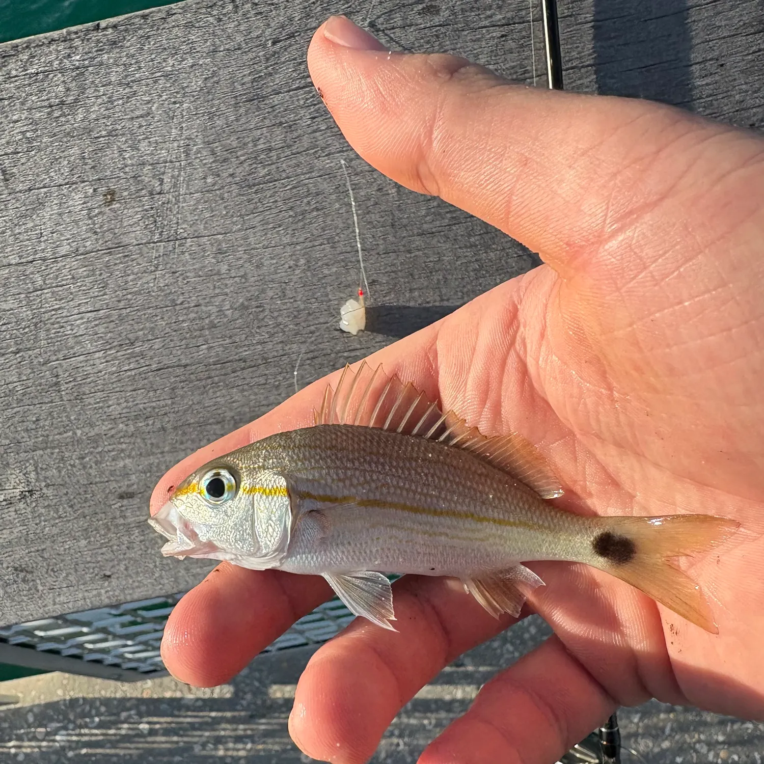 The most recent Tomtate grunt catches on Fishbrain