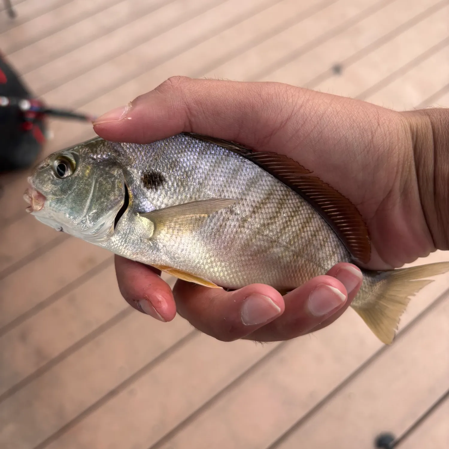 Spot croaker caught on Fishbrain