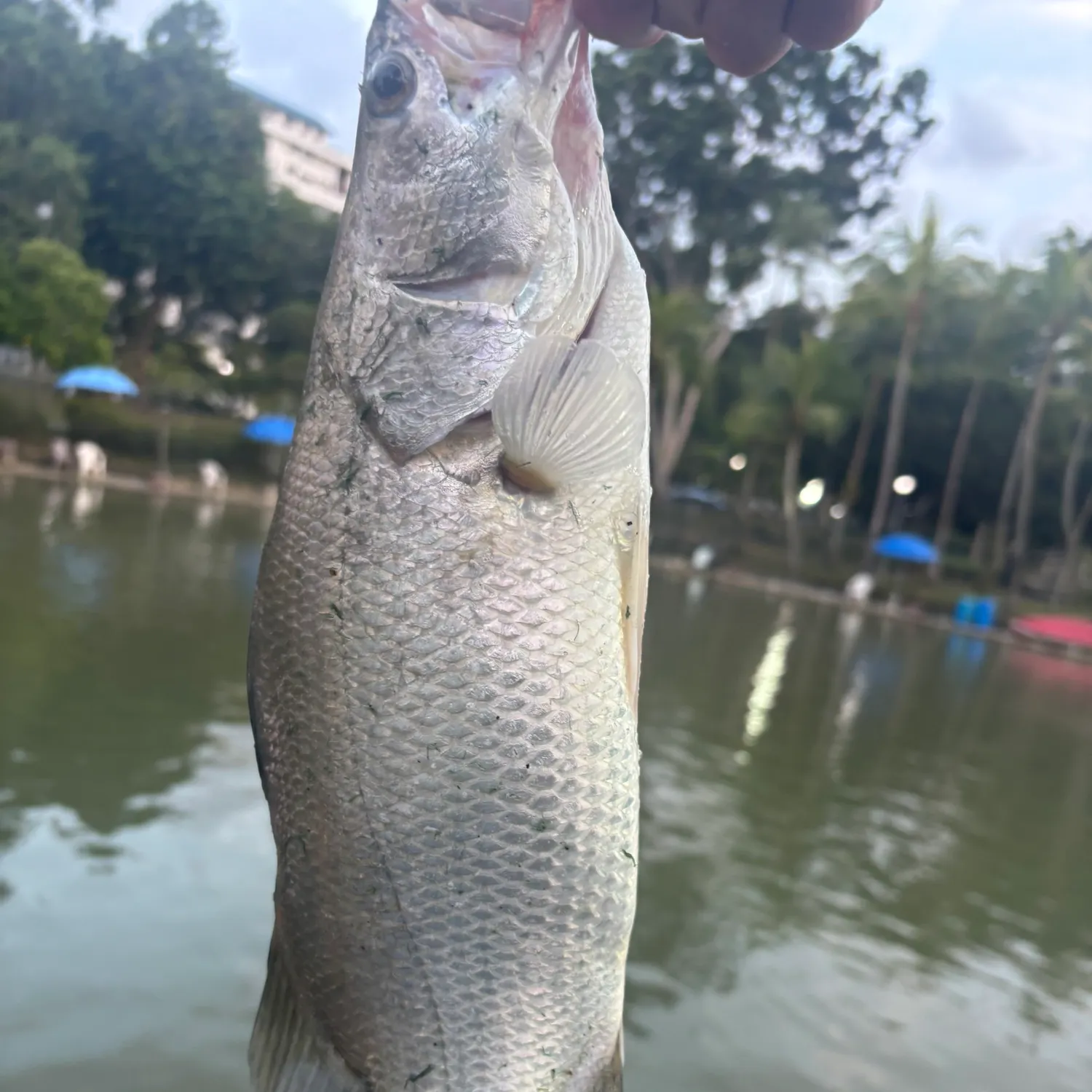 The most recent Barramundi catches on Fishbrain