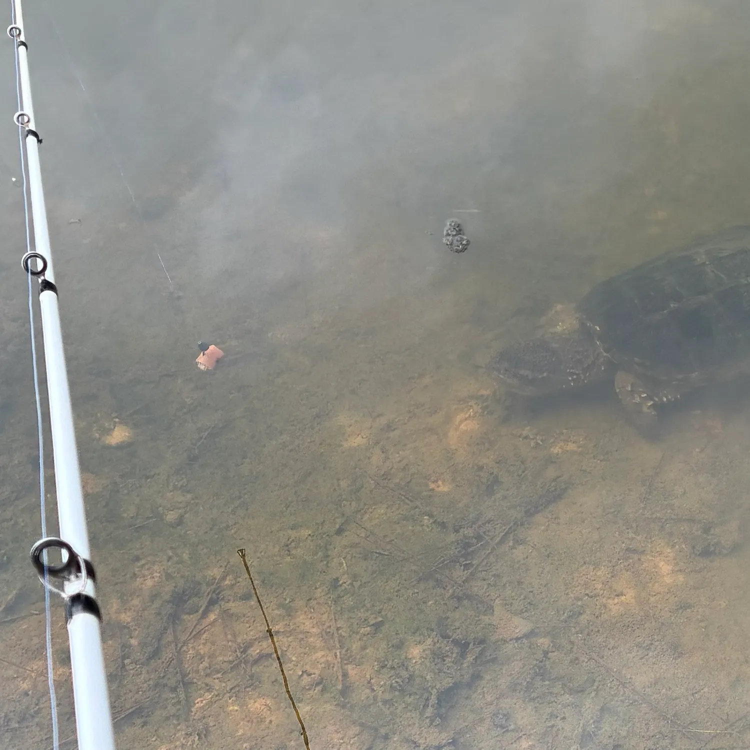 Common snapping turtle caught on Fishbrain