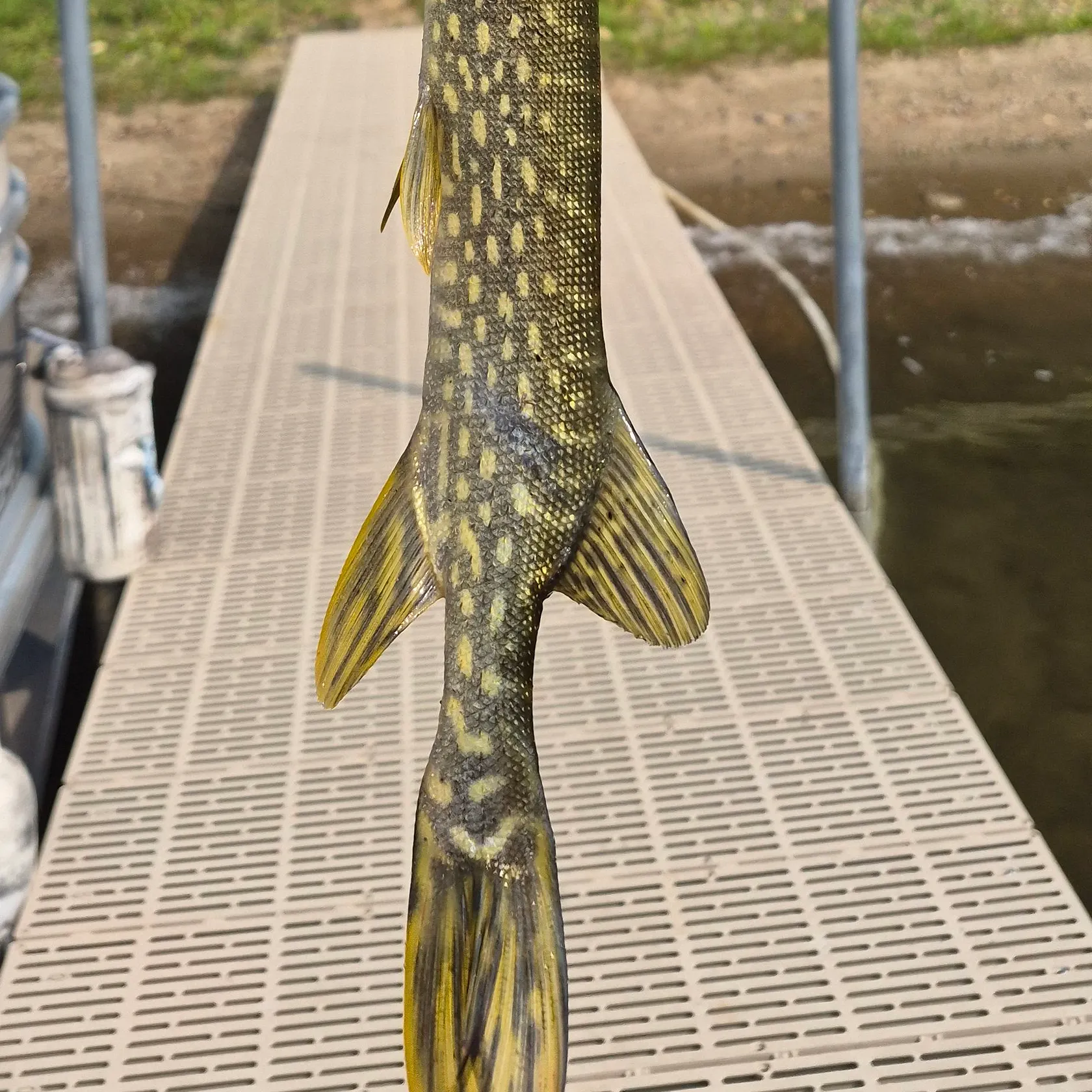 Northern pike caught on Fishbrain