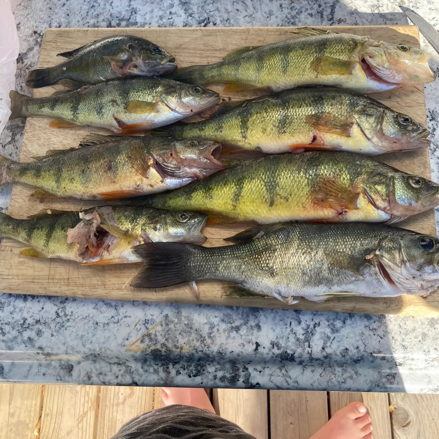 recently logged catches