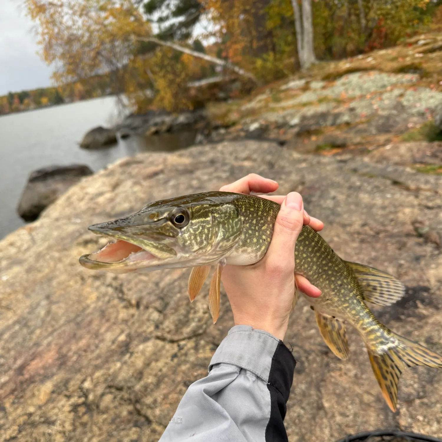 Northern pike caught on Fishbrain