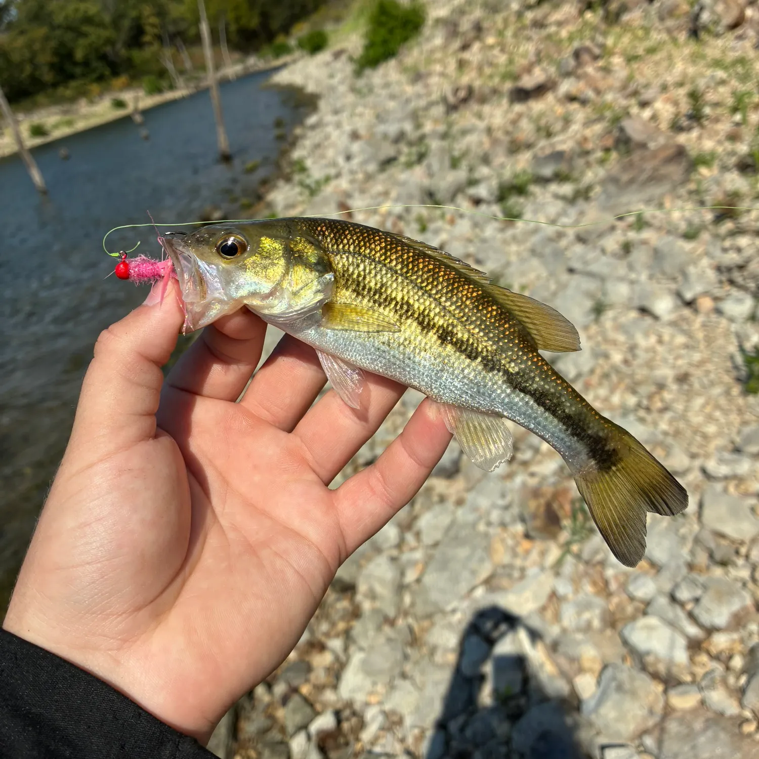Spotted bass caught on Fishbrain