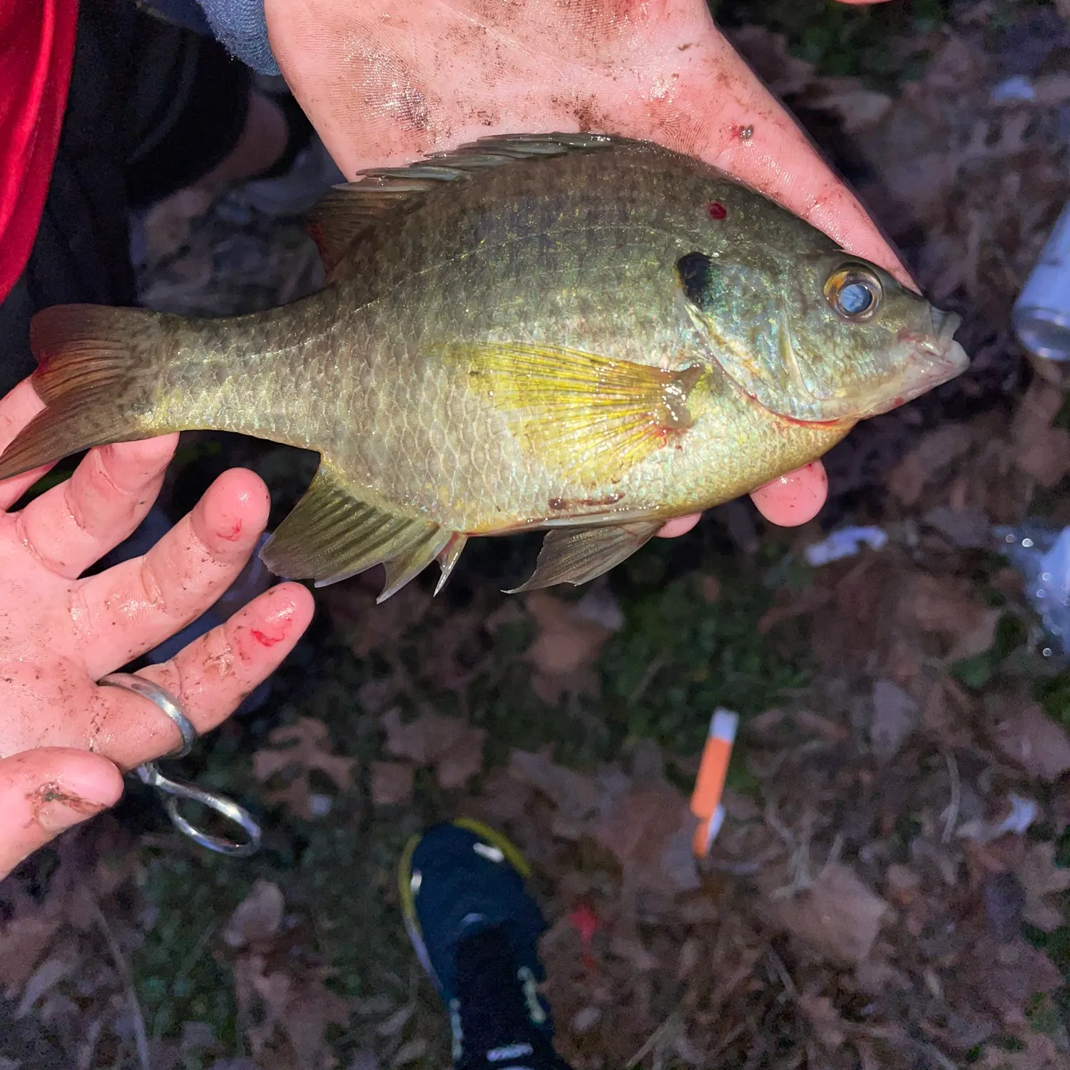 The most recent Pumpkinseed catches on Fishbrain