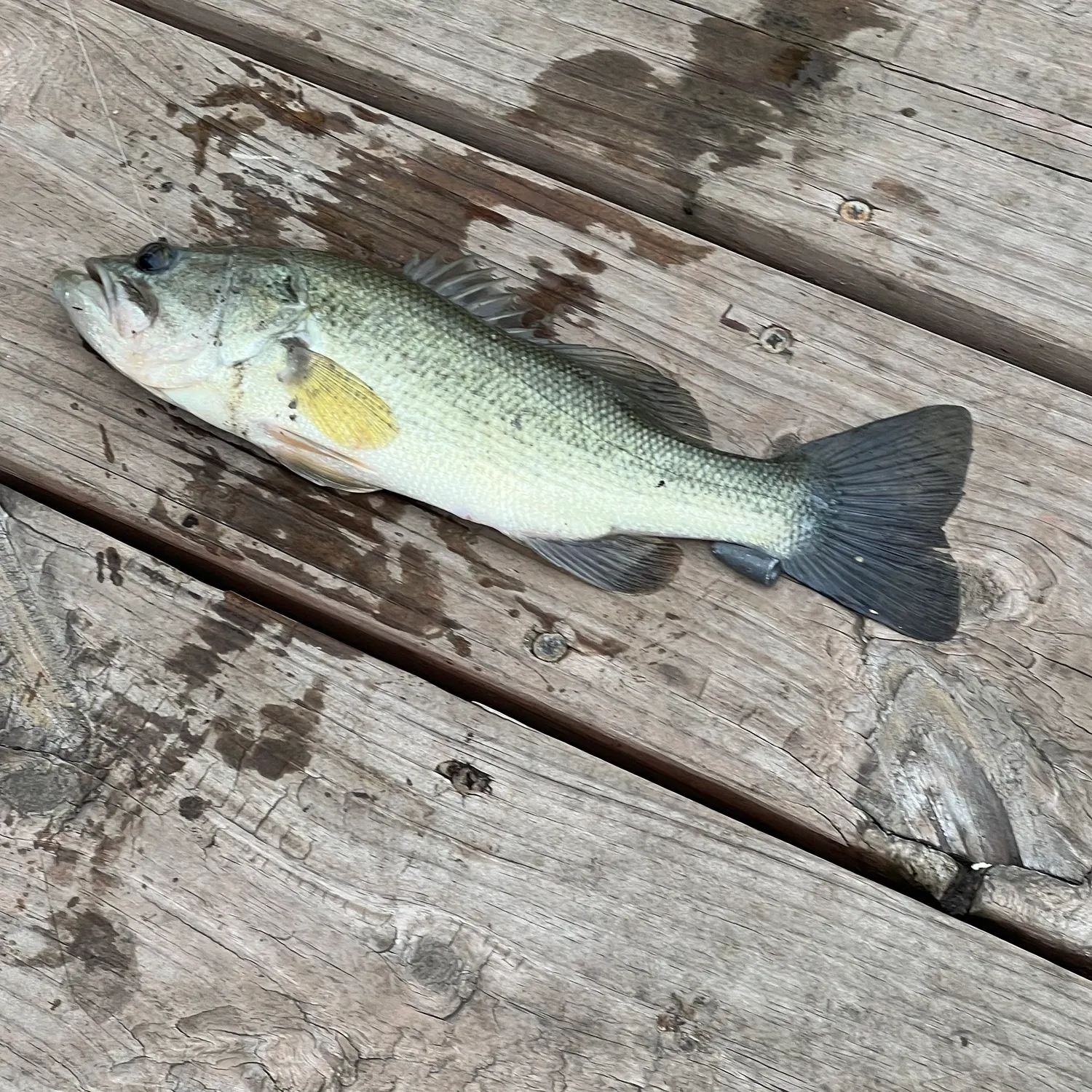 Largemouth bass caught on Fishbrain