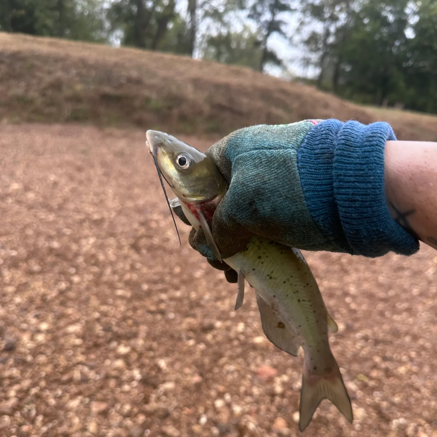 Channel catfish caught on Fishbrain