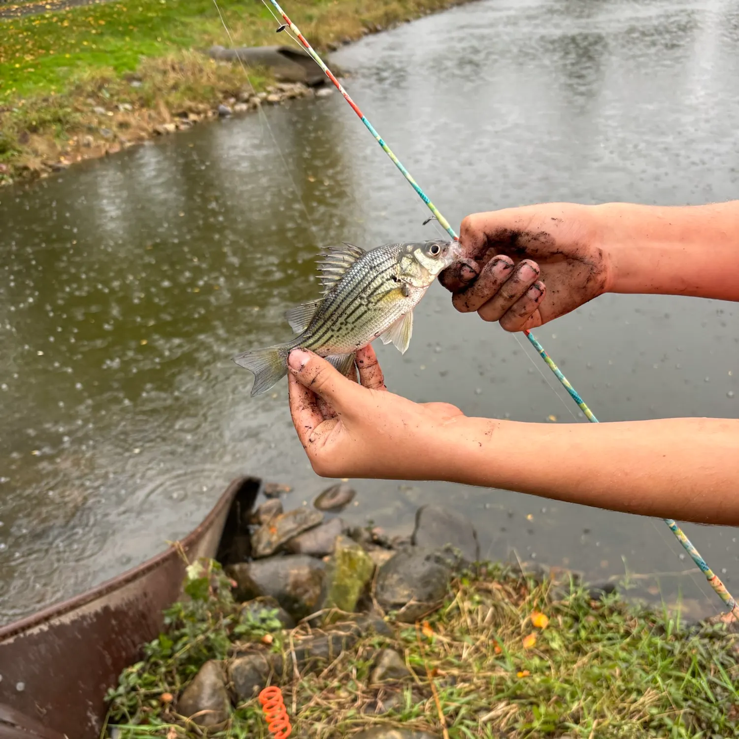 Yellow bass caught on Fishbrain