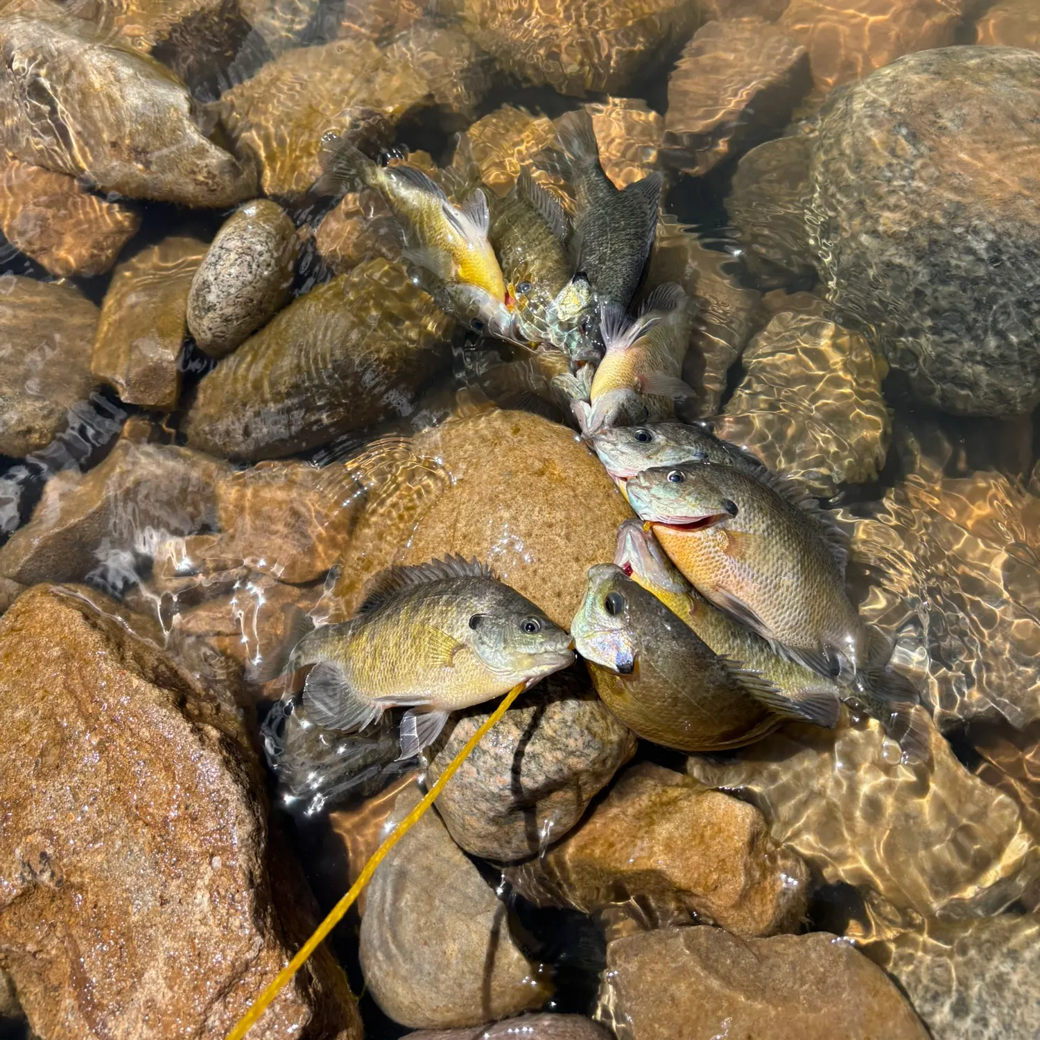 recently logged catches