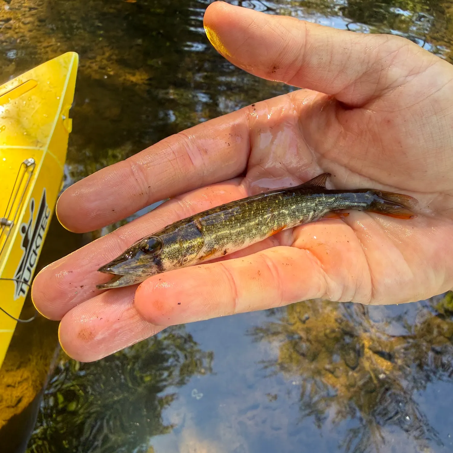 The most recent Redfin pickerel catches on Fishbrain
