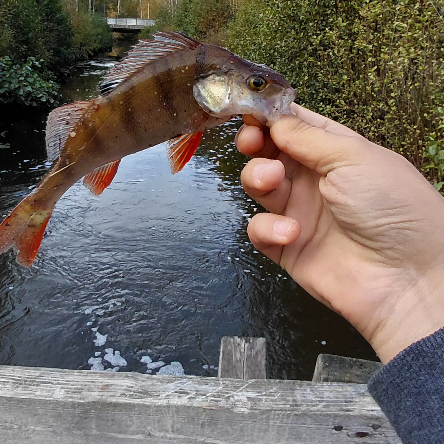 European perch caught on Fishbrain