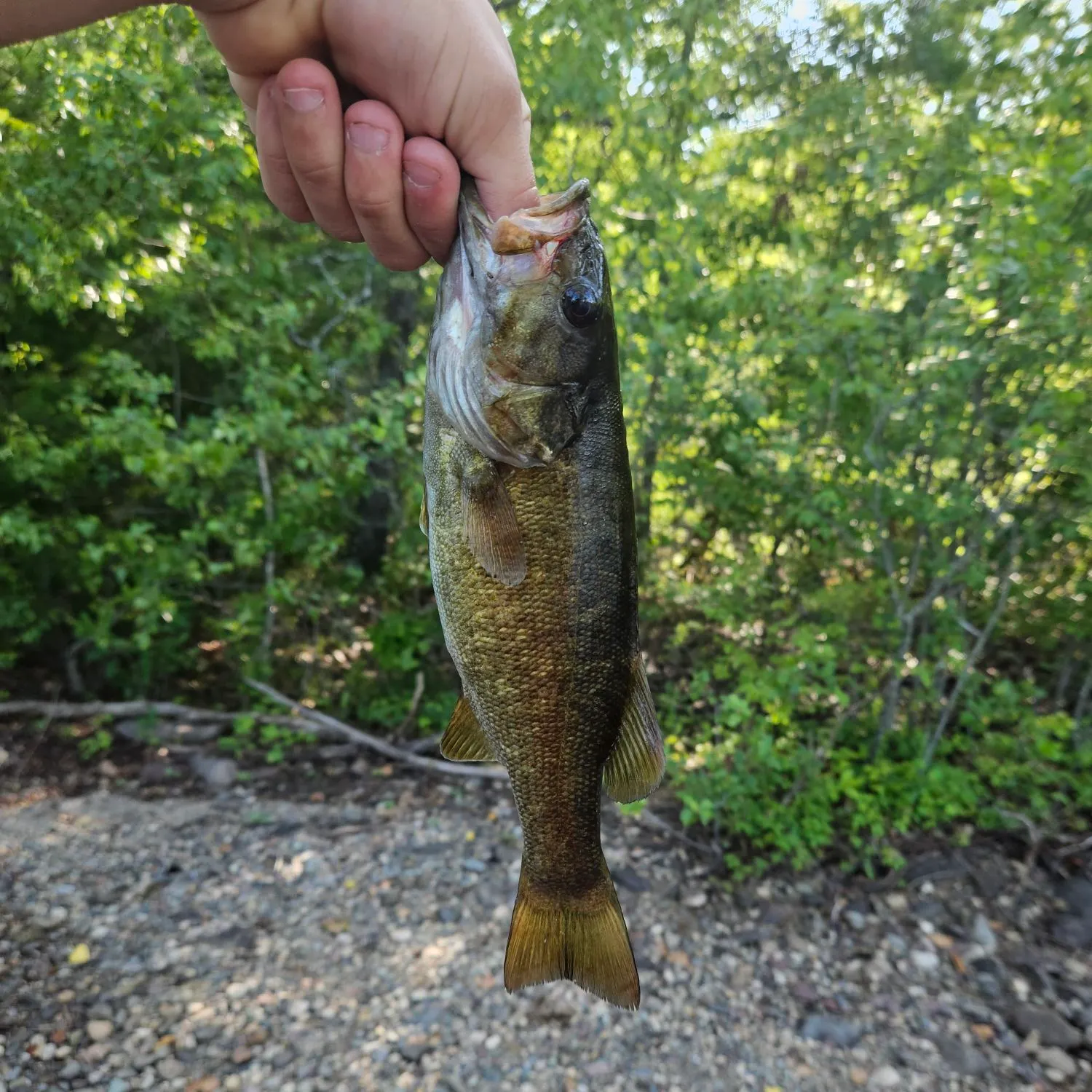 The most recent Smallmouth bass catches on Fishbrain