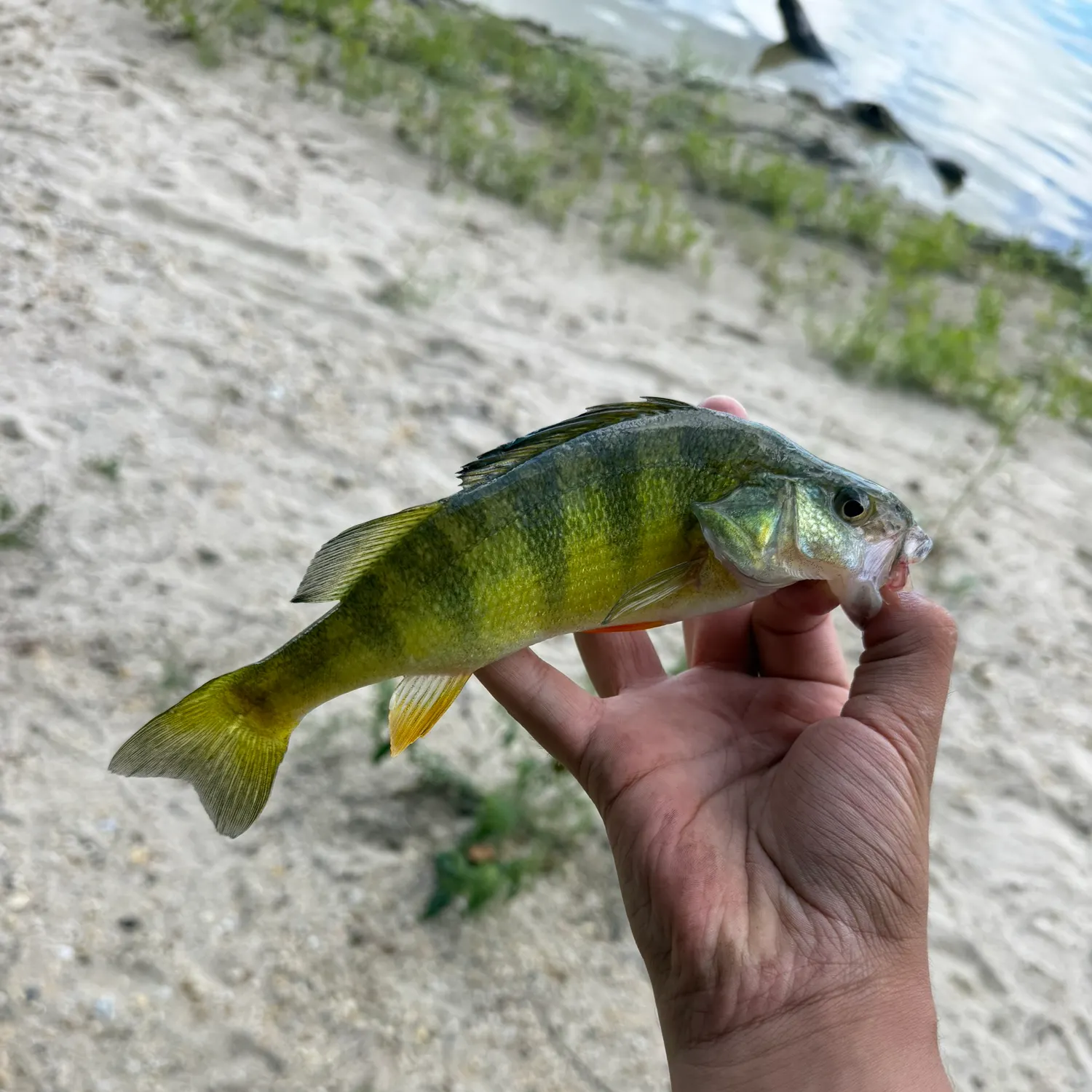 Yellow perch caught on Fishbrain