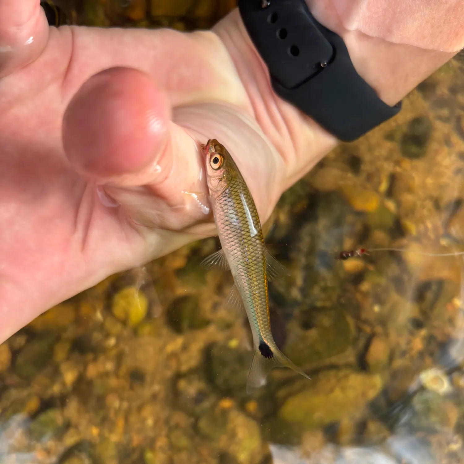 Slender blacktail shiner caught on Fishbrain