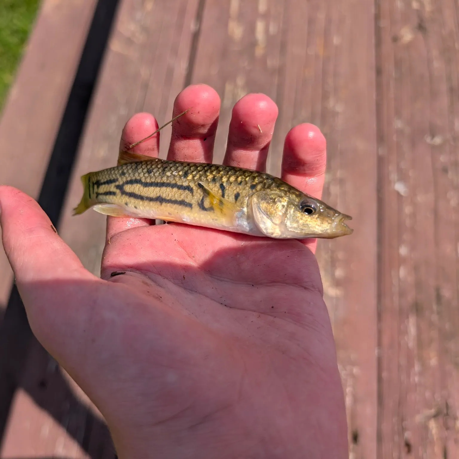 The most recent Striped killifish catches on Fishbrain