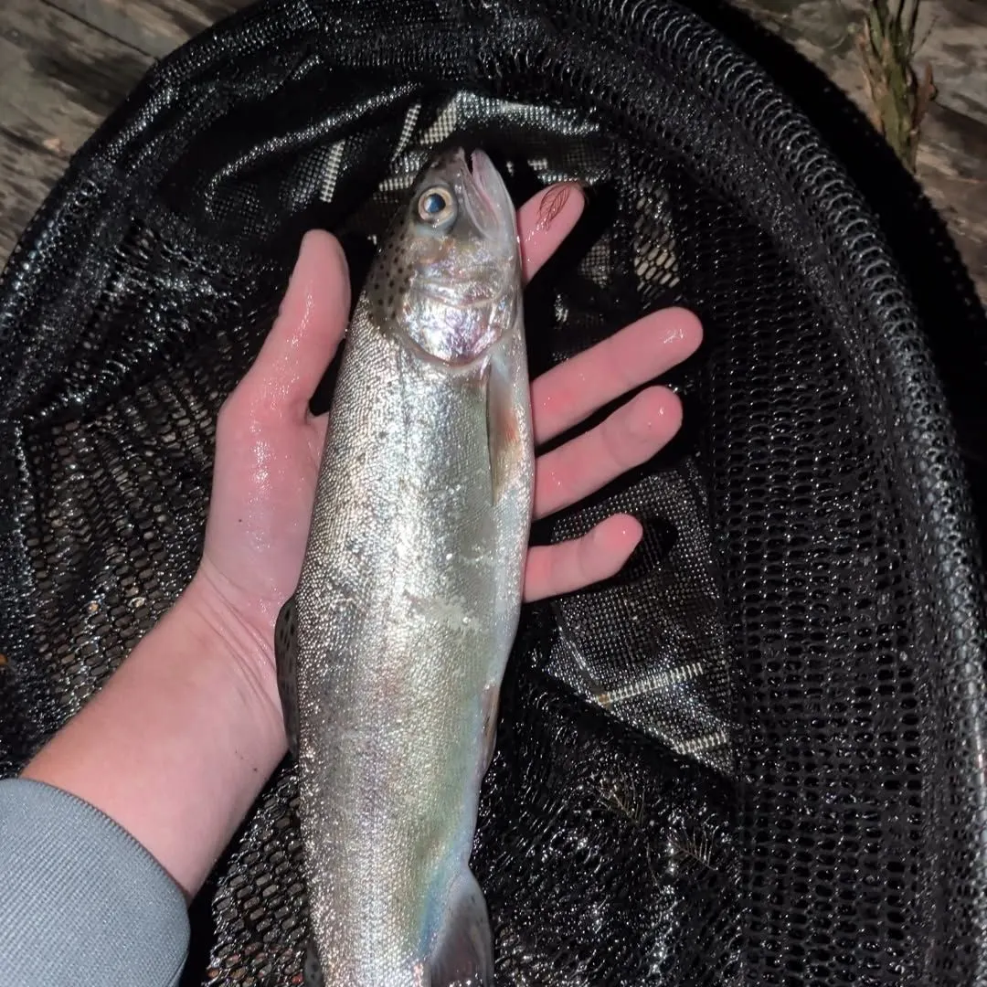 Rainbow trout caught on Fishbrain