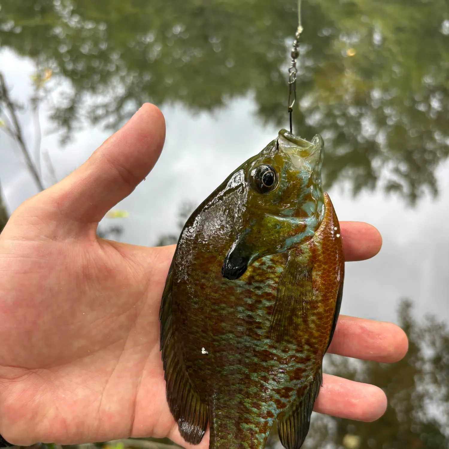 Pumpkinseed caught on Fishbrain