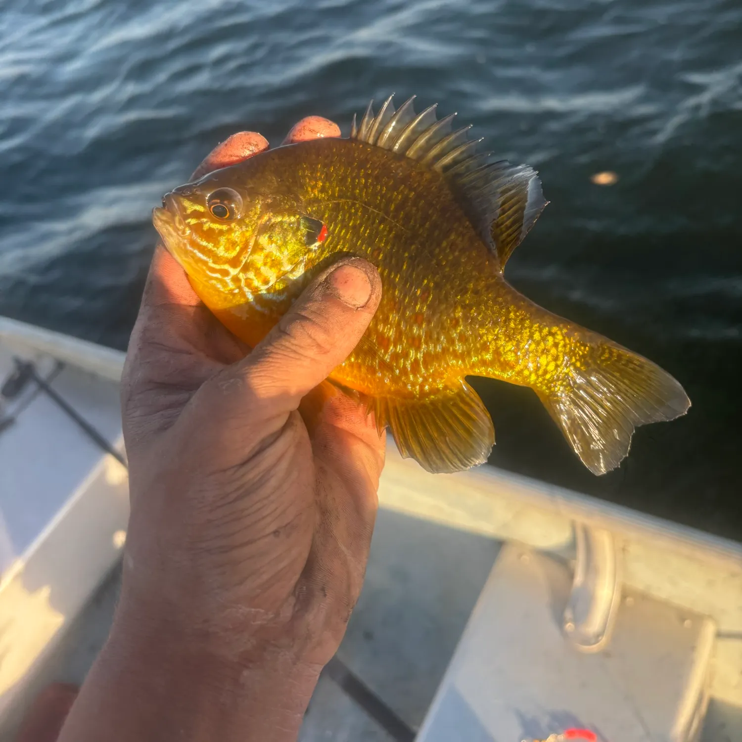 Pumpkinseed caught on Fishbrain