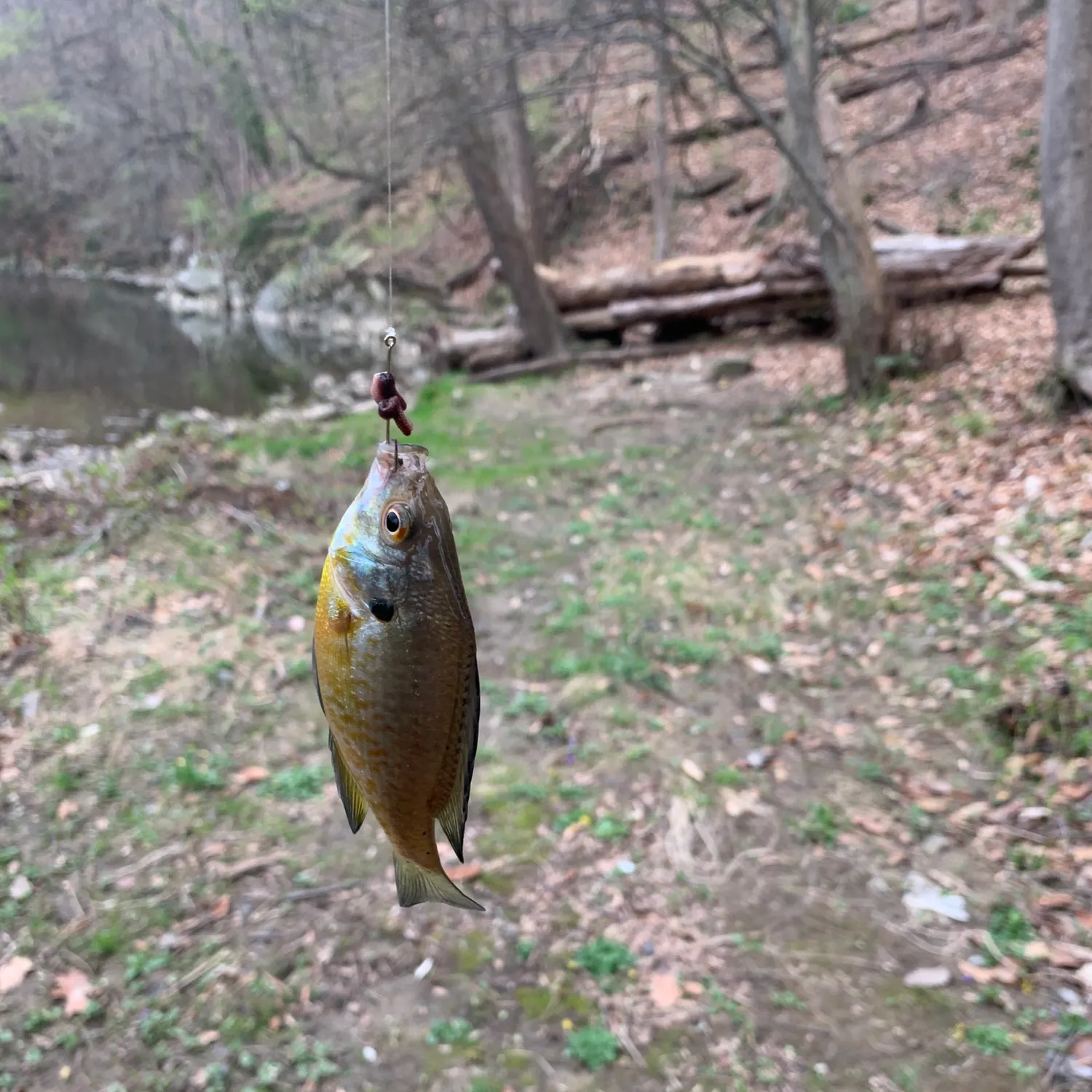 The most recent Redbreast sunfish catches on Fishbrain