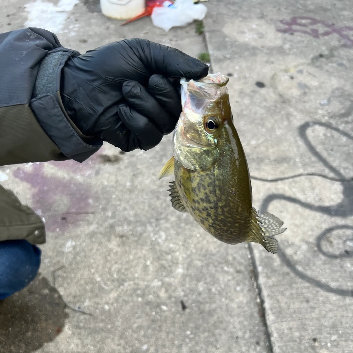 Black crappie caught on Fishbrain
