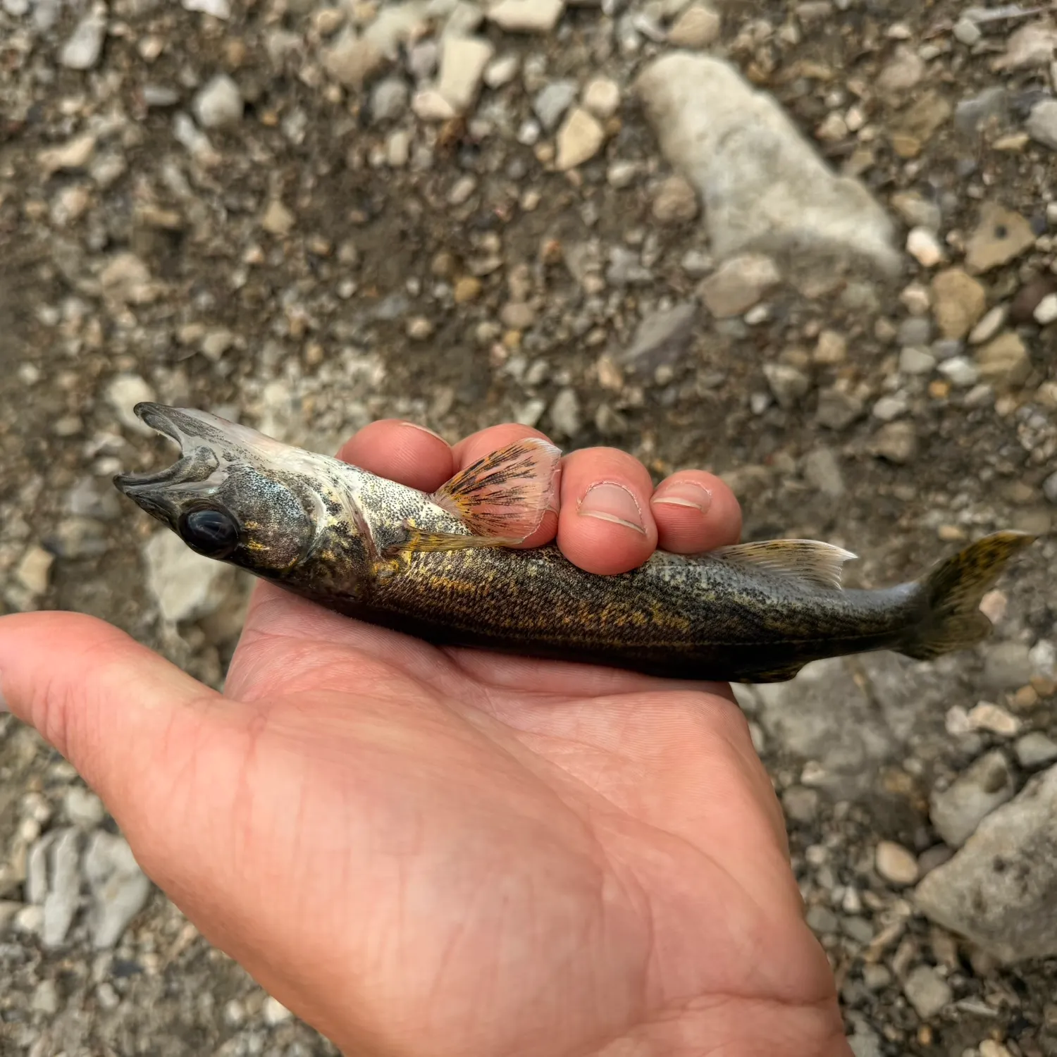 The most recent Saugeye catches on Fishbrain