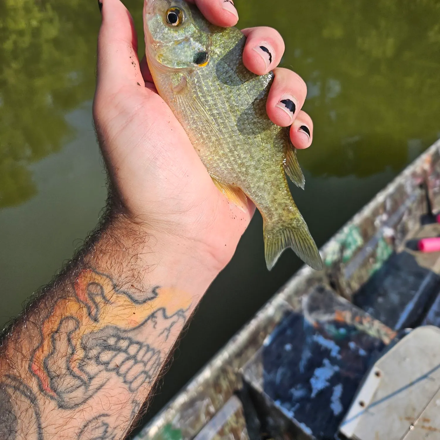 recently logged catches