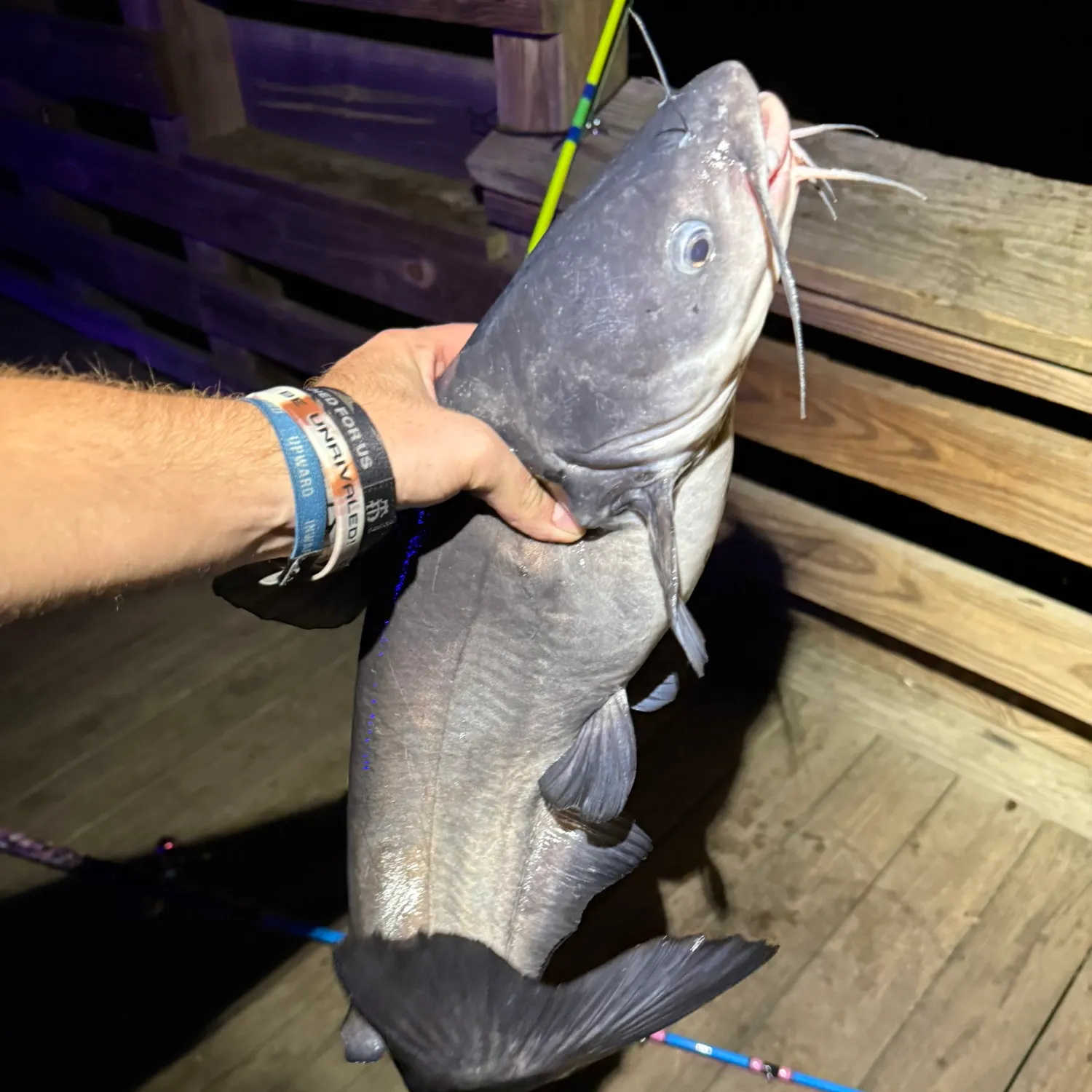 Blue catfish caught on Fishbrain