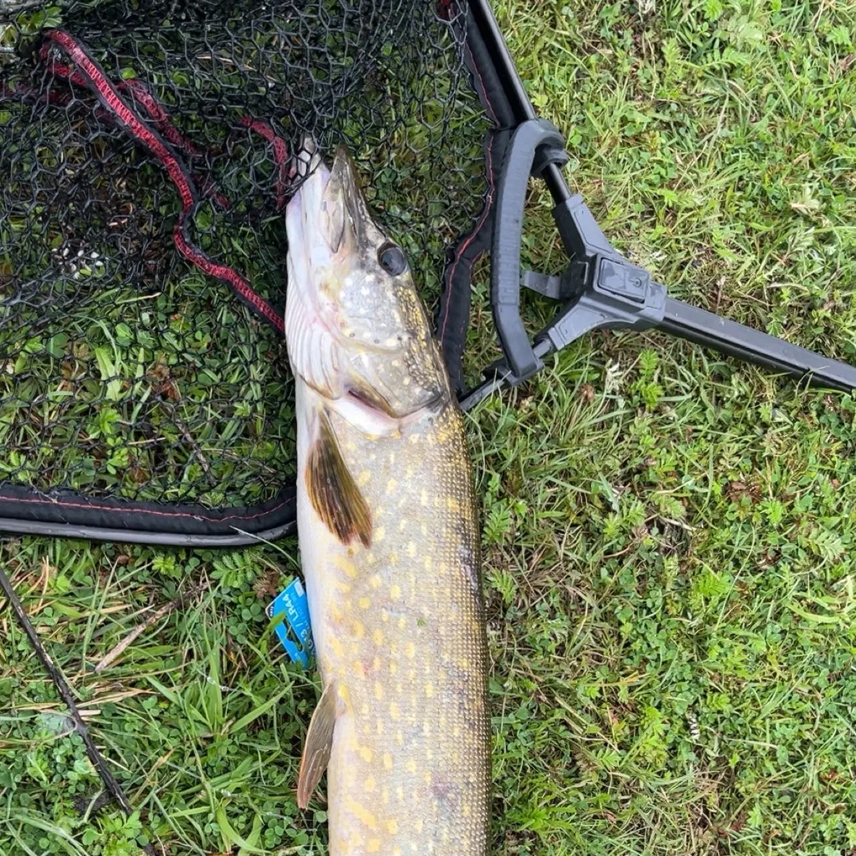 Northern pike caught on Fishbrain