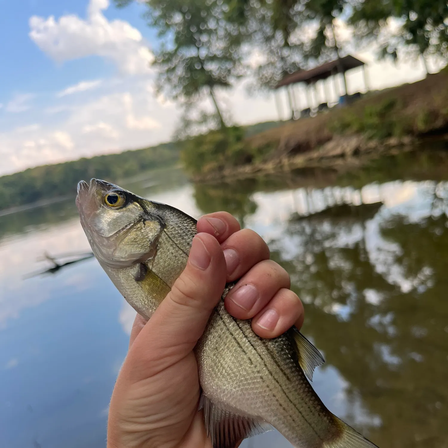 White bass caught on Fishbrain