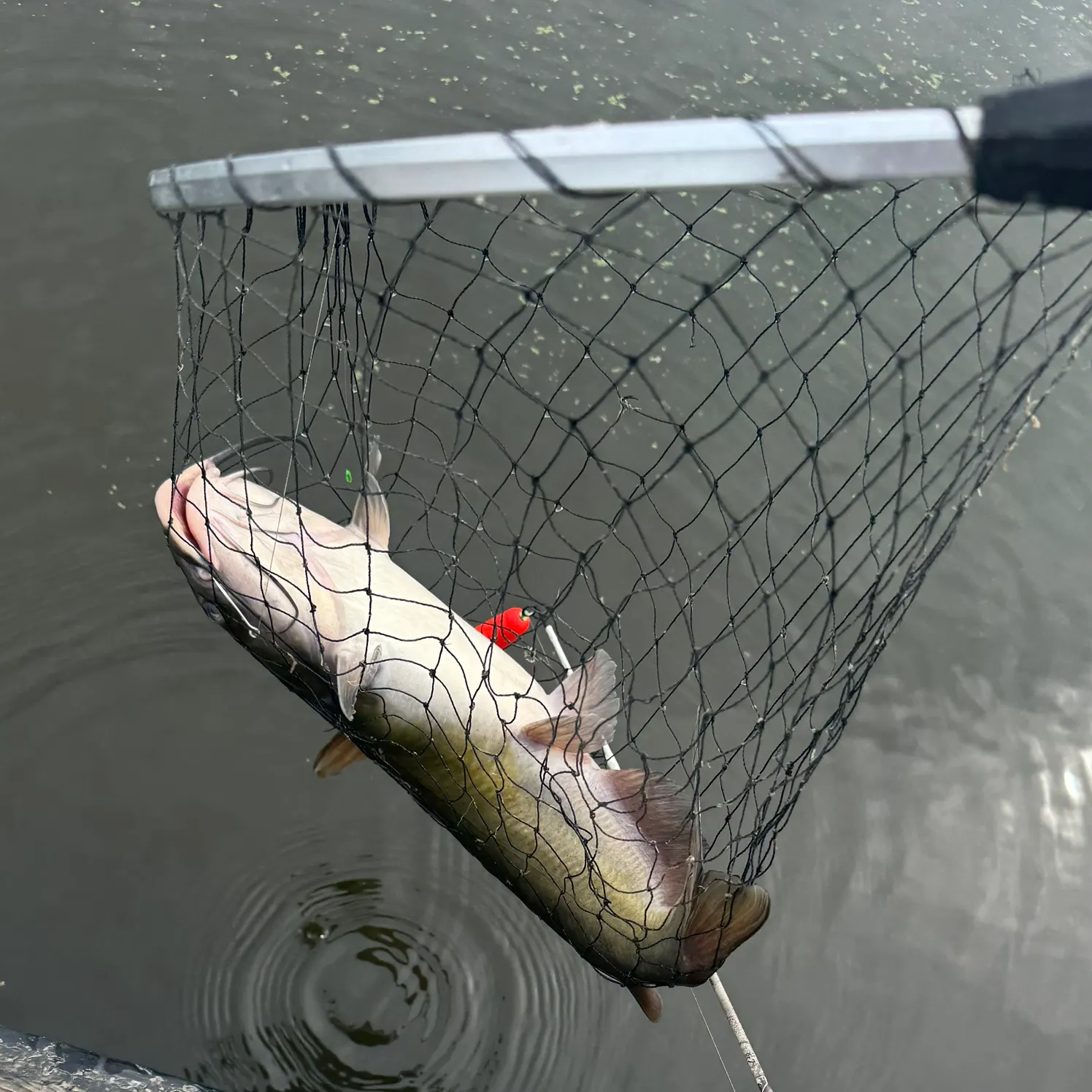 Channel catfish caught on Fishbrain