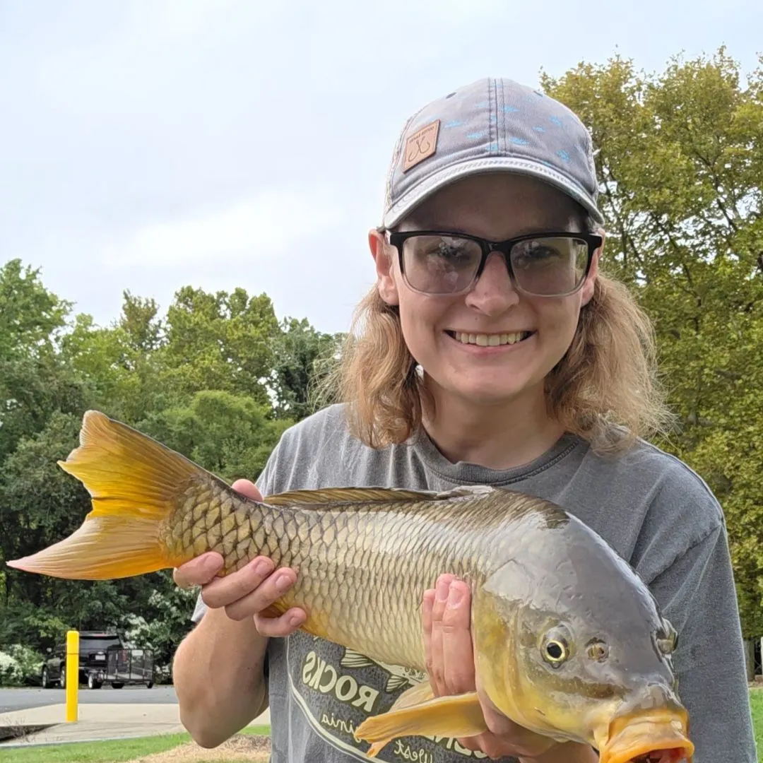 Common carp caught on Fishbrain