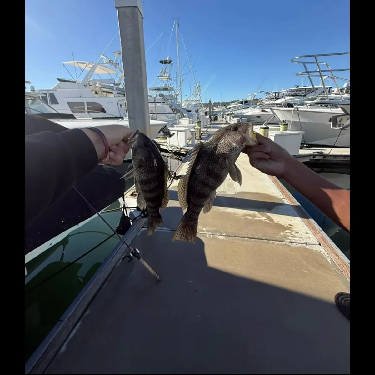 recently logged catches