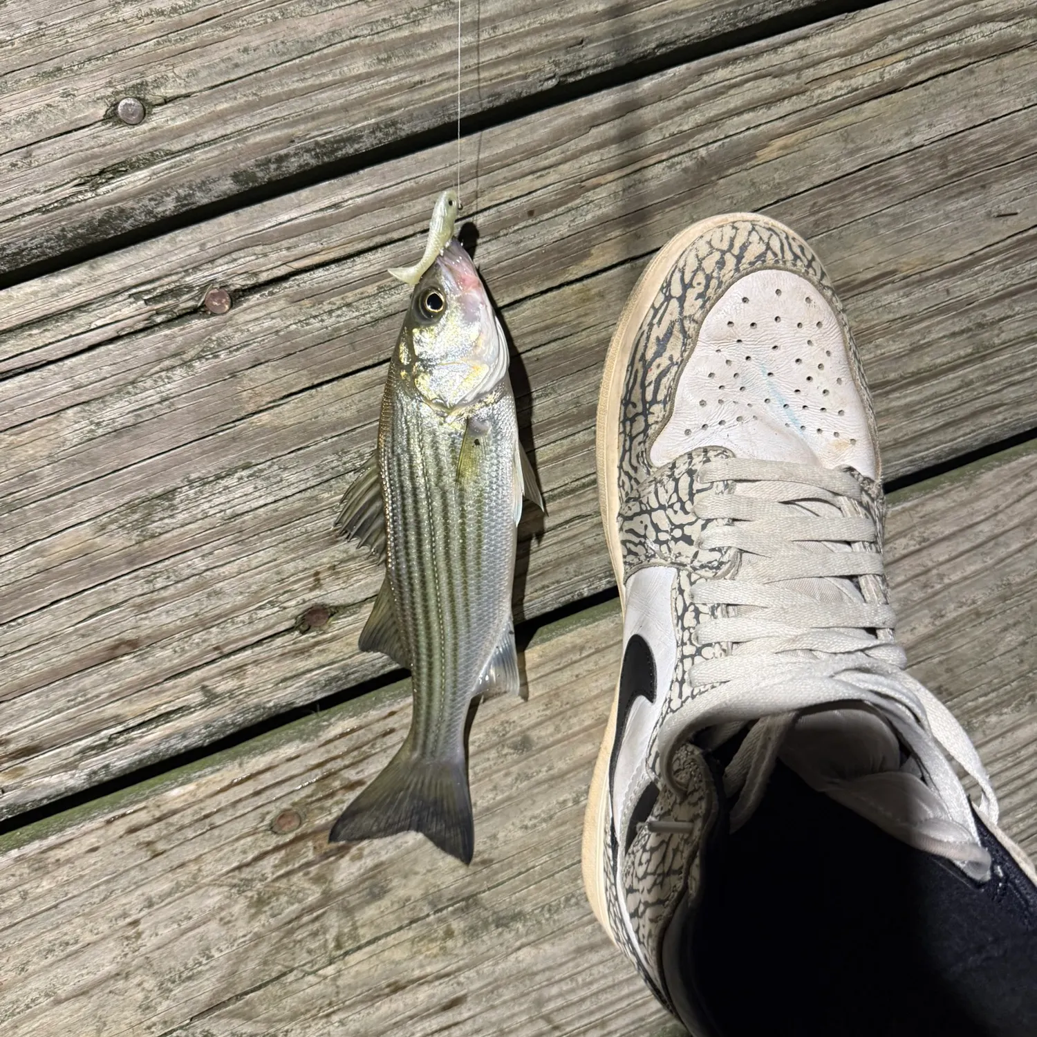 Striped bass caught on Fishbrain