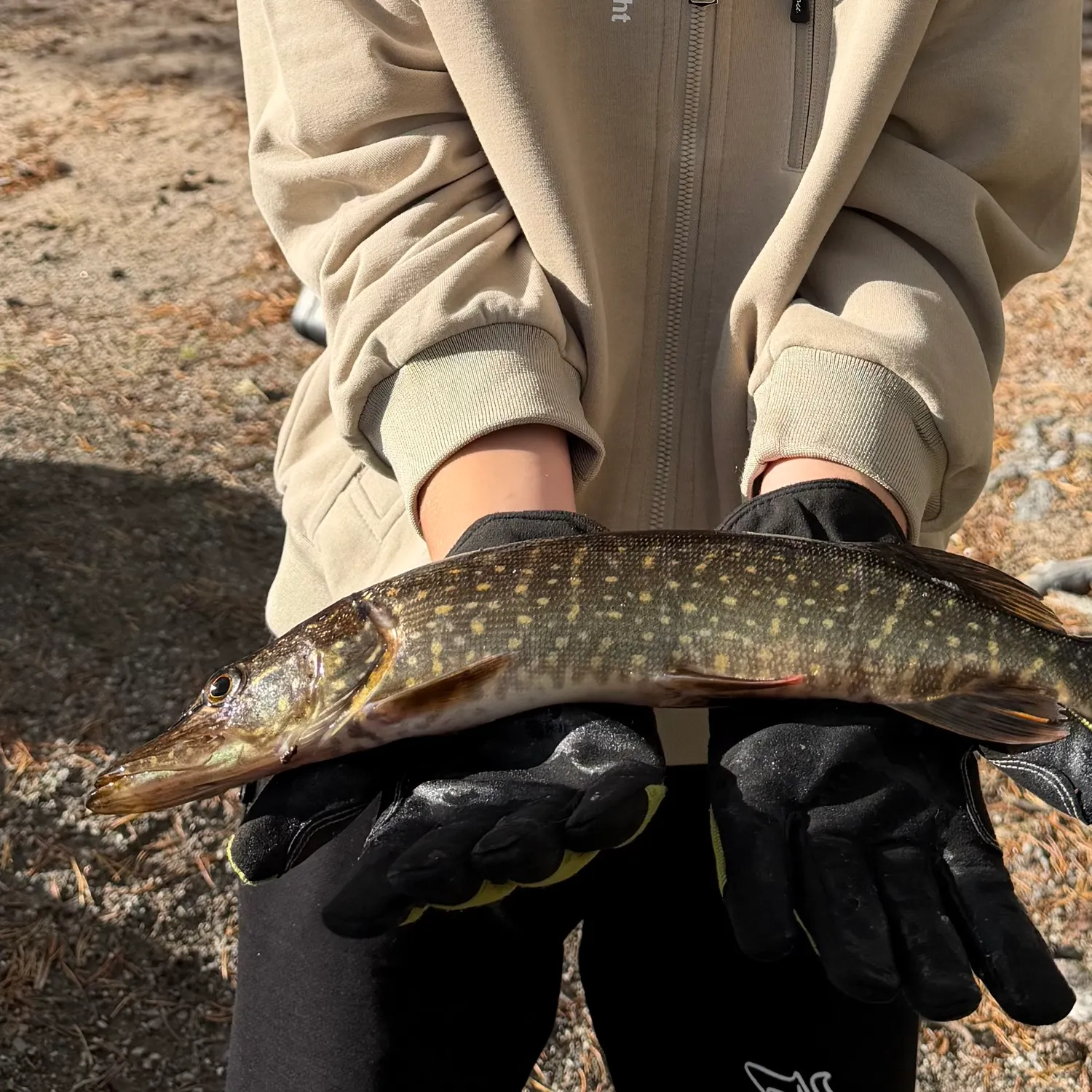 Northern pike caught on Fishbrain