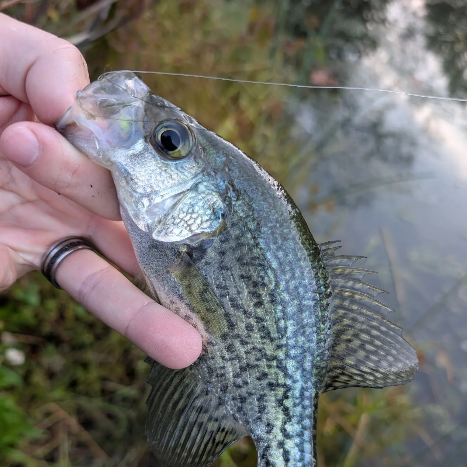 Black crappie caught on Fishbrain