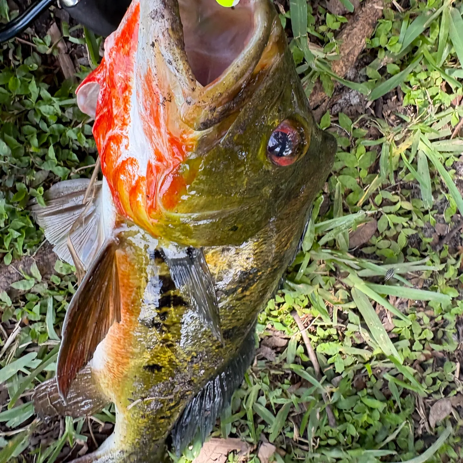The most recent Butterfly peacock bass catches on Fishbrain
