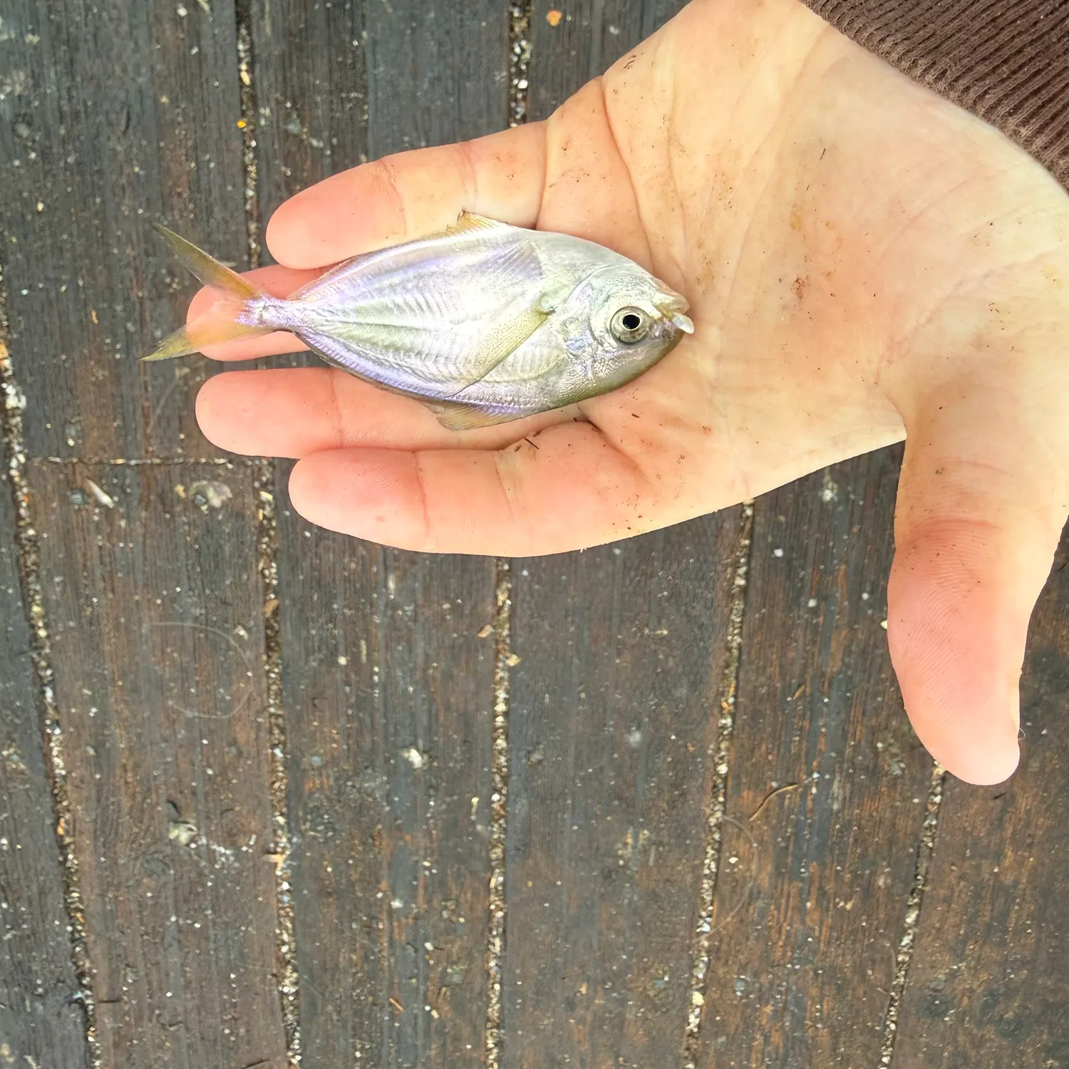 Fish caught on Fishbrain