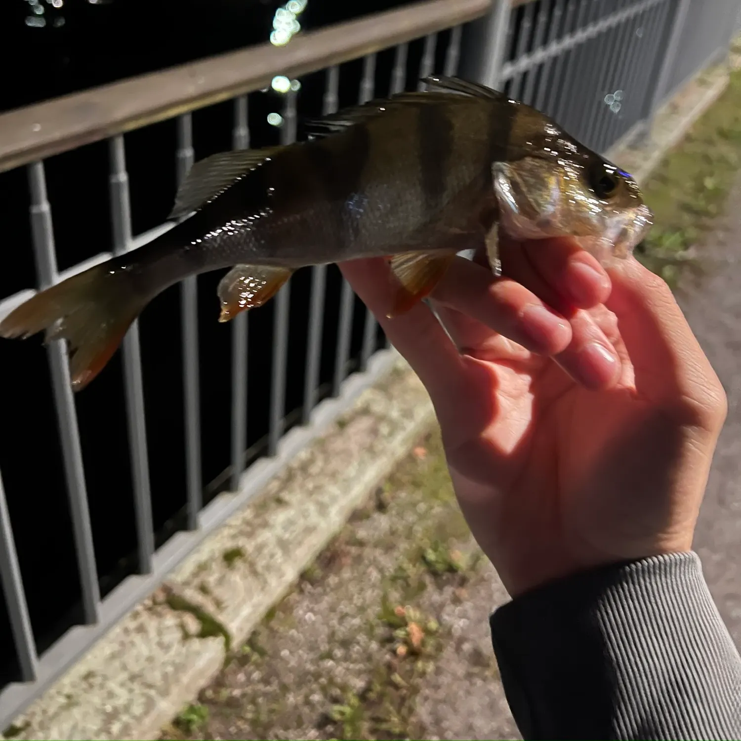 European perch caught on Fishbrain