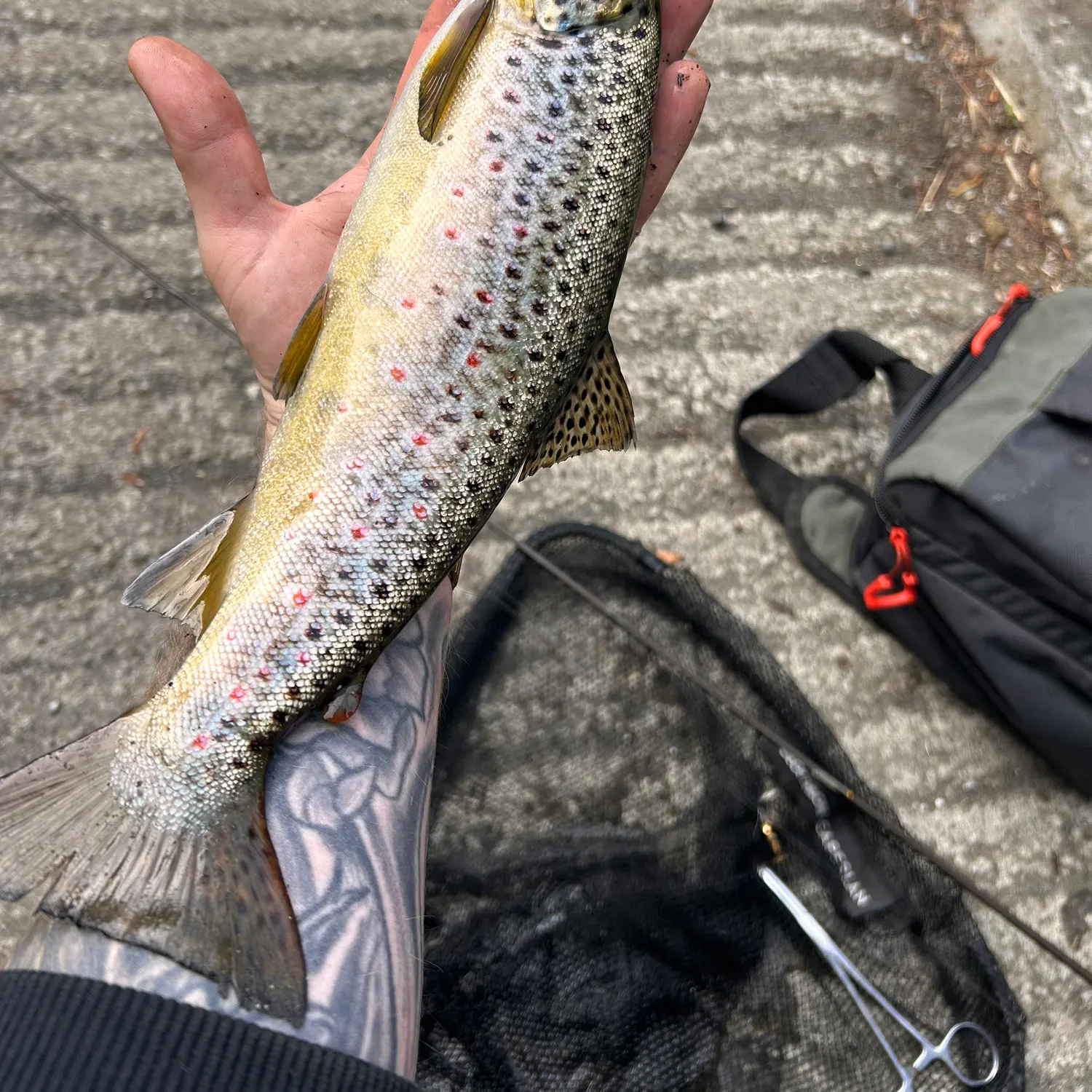 recently logged catches