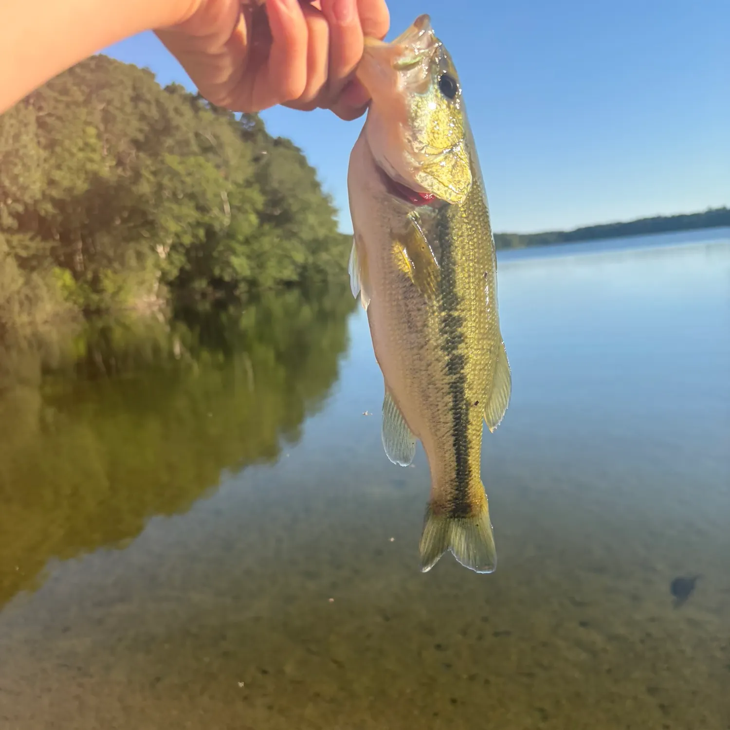 Largemouth bass caught on Fishbrain