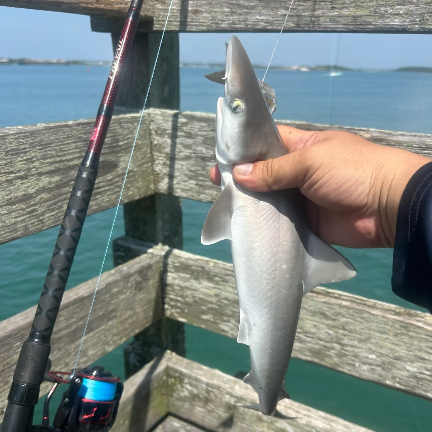 Atlantic sharpnose shark caught on Fishbrain