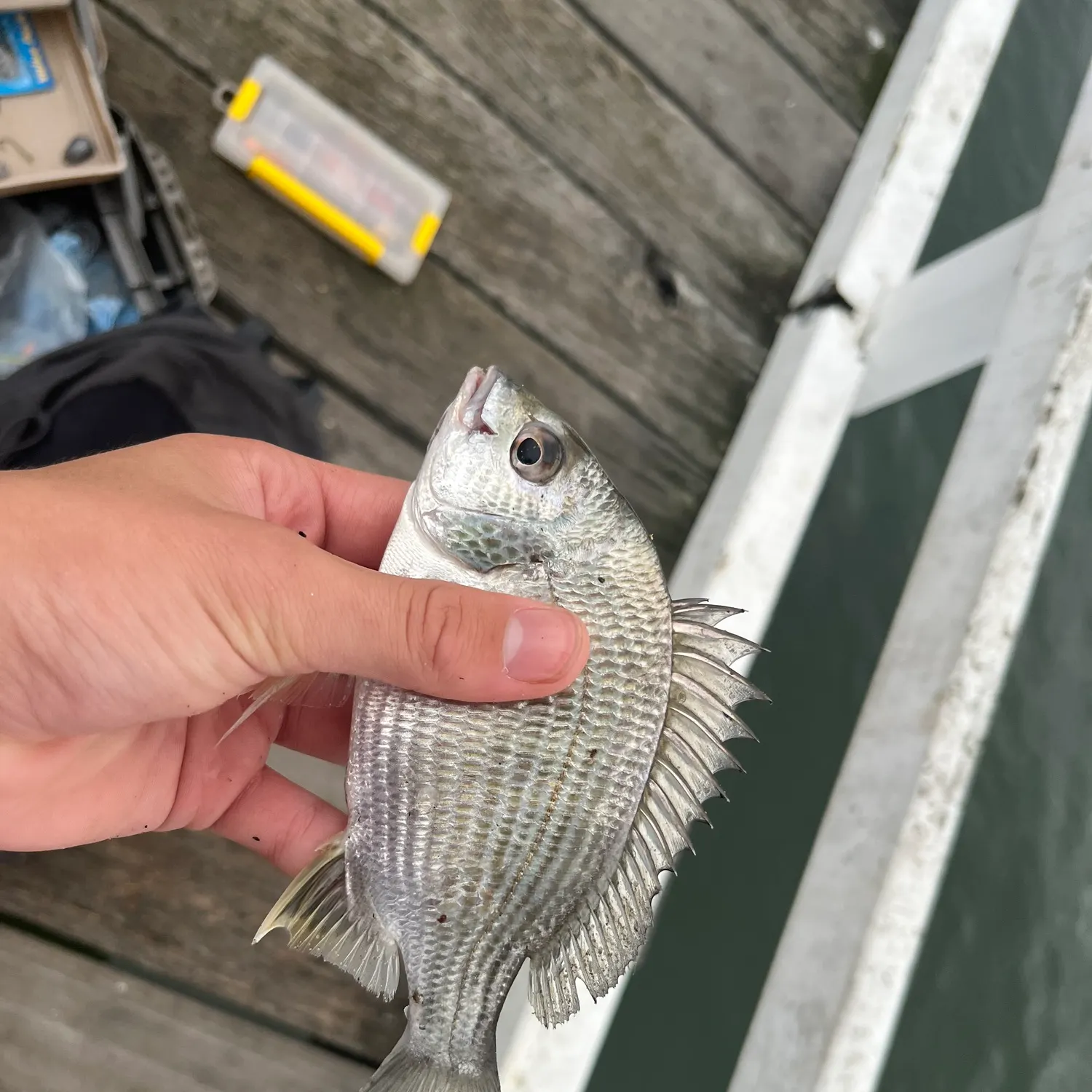 catch