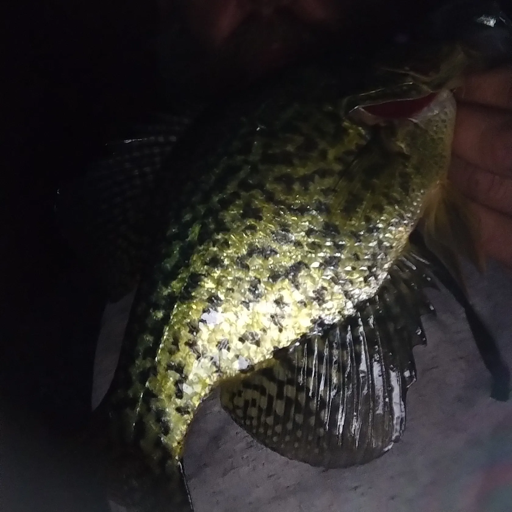 Black crappie caught on Fishbrain