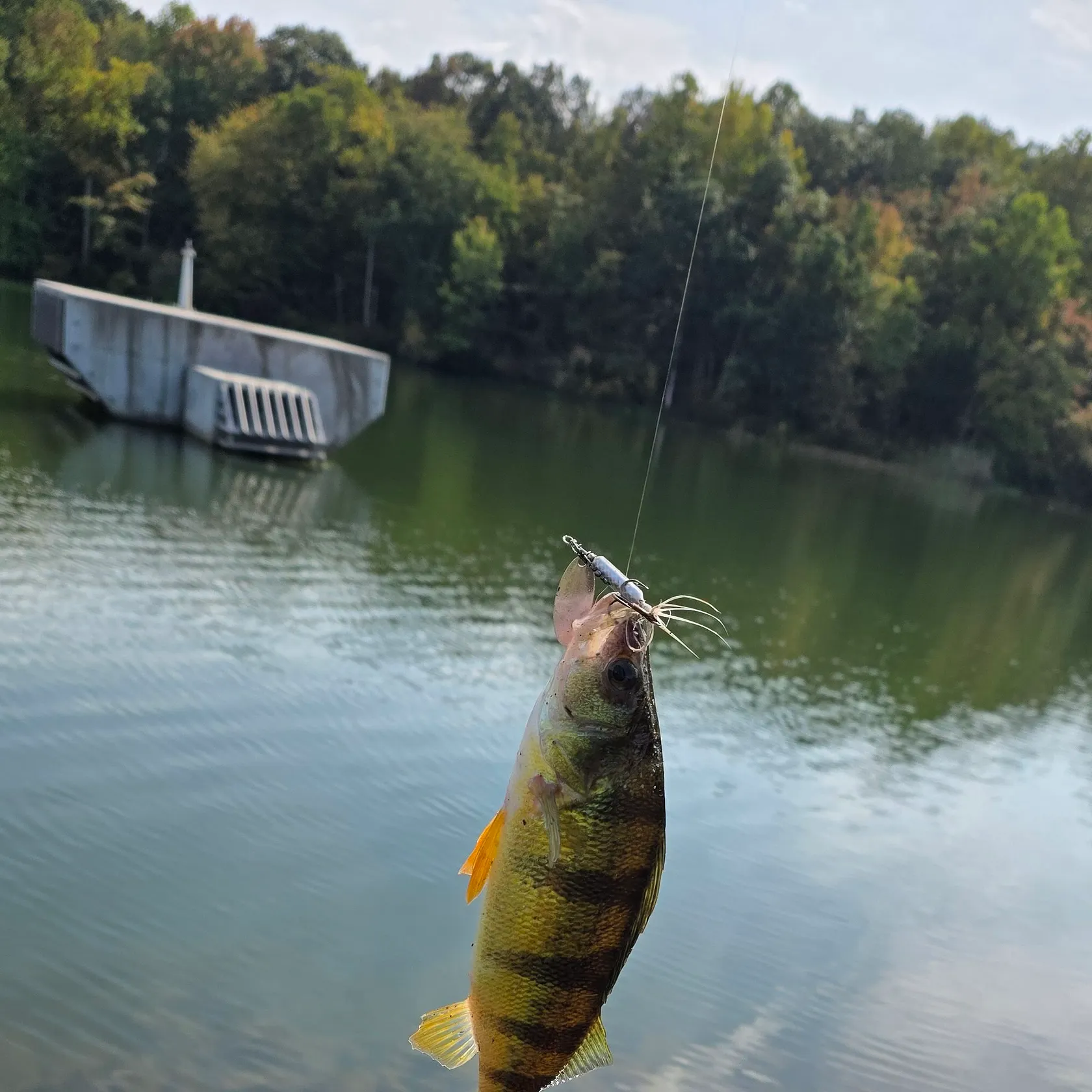 Yellow perch caught on Fishbrain