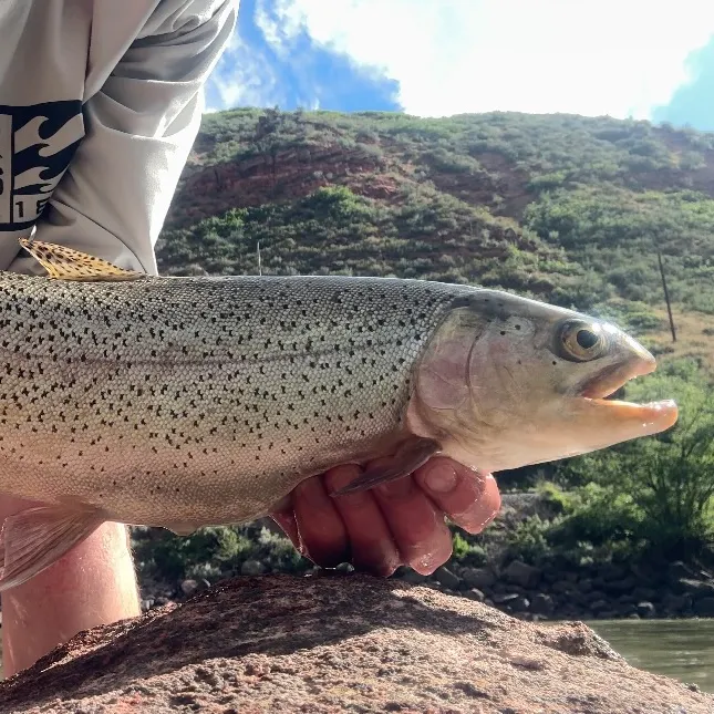 The most recent Cutbow catches on Fishbrain