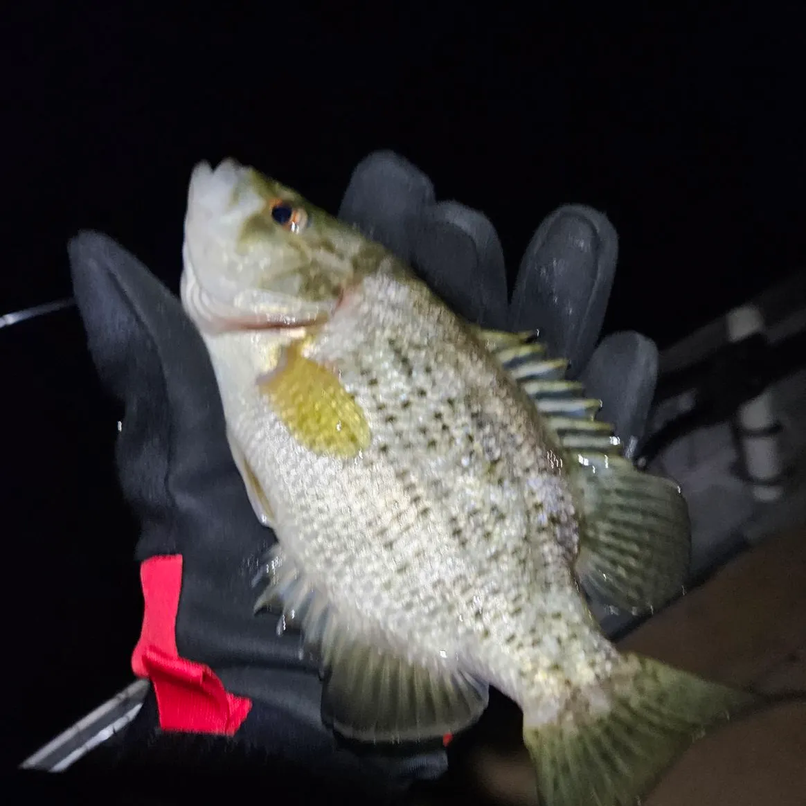 Rock bass caught on Fishbrain