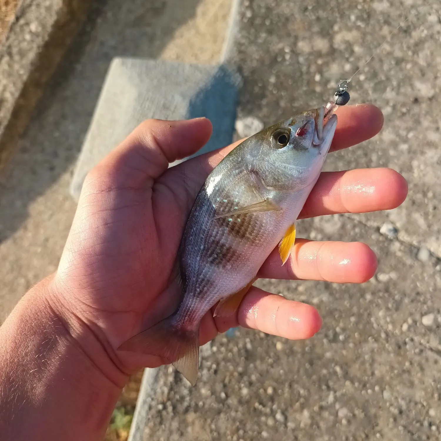 The most recent Common dentex catches on Fishbrain