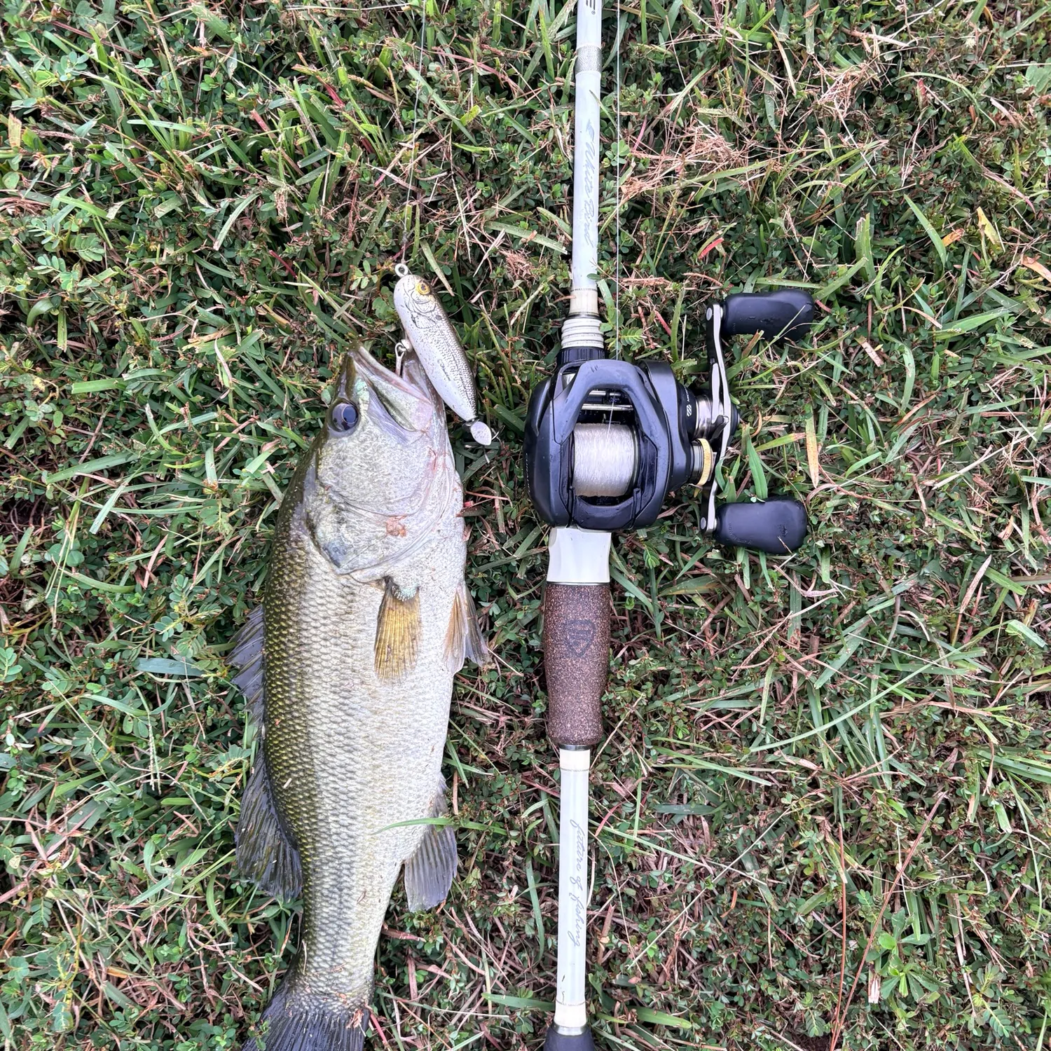 Largemouth bass caught on Fishbrain